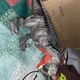 Mattel Jurassic World 14&rdquo; Tarbosaurus Primal Attack Massive Biters Dinosaur