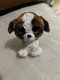 TY Beanie Boos Duke the Dog 6" Stuffed Animal Plush Toy
