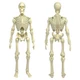 Figures Toy Company Super Articulated 8 Inch Skeleton Action Figure Flesh 