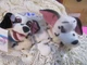 New with tags Disney Store Bean Bag &ndash; 101 Dalmatians Jewel & Lucy  1990s