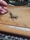 Baby Seal Pup Figure Safari Ltd Brown Approx. 2" Long
