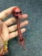 1/6 Hot Toys MMS90 Original Classic Predator Bone Trophy for Action Figure