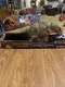 JURASSIC WORLD EPIC COLLECTION CHAOS THEORY ALL-OUT ATTACK TYRANNOSAURUS REX NEW
