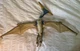 1997 Jurassic Park Pterodactyl JP22 Dinosaur Bird Hasbro
