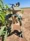 Custom Acid Rain, JoyToy, GI Joe, Robotech, Eagle Force 1:18 Scale Mech Tank