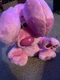 Nickelodeon Blues Clues & You Magenta Barking Peek A Boo Stuffed Dog 