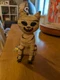 Beetlejuice Beetlejuice Mummy Cat Plush NEW with Tags Kidrobot