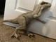 Jurassic GCT95 World Destroy 'N Devour Indominus Rex Figure