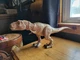 Jurassic World Tyrannosaurus Rex Primal Attack Camp Cretacepus 