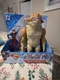 DC Comics Superman 6&rdquo; Vs. Kaiju Slime Battle 12&rdquo; Action Figure New
