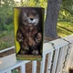 Gemmy Caddyshack Dancing Gopher Animatronic Sings Im Alright Vtg 1999 NiB Gemmy Caddyshack Dancing Gopher Animatronic Sings Im Alright Vtg 1999 NiB