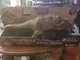 Jurassic World Epic Evolution Tyrannosaurus Rex Chaos Theory All-Out Attack New