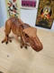 Jurassic World Legacy Collection T Rex Extreme Chomping Dinosaur 2017 JP TRex