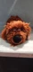 TY Duke Beanie Babies Baby Secret Life of Pets 8&rdquo; Plush Toy Dog Stuffed Animal