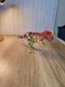 Mattel Jurassic World Dino Rivals Roarivores Ceratosaurus Dinosaur 2018