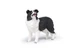 Gadget - Papo: Border Collie -D- Papo Gadget - Papo: Border Collie -D- Papo