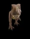 Jurassic World Camp Cretaceous Epic Roarin Tyrannosaurus Rex Mattel 2020 WORKS