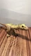 Jurassic Park Tyrannosaurus Rex Cretaceous Epic Roarin Jurassic World sound 2022
