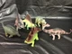 Lot of 6 Boley TM04  Dinosaur Rubber Figures