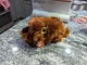 TY Beanie Babies Baby Secret Life of Pets DUKE 8&rdquo; Plush Toy Dog Stuffed Animal