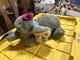 Disney Store 13" Dumbo Plush Laying down Stuffed Animal Walt Disney Company P15