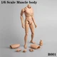 US ZYTOYS ZY-B001 1/6 Male Action Figure Body 12" Narrow Shoulder Muscle Doll