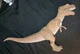 Jurassic Park JP06 Young T-Rex Figure Kenner 1993 Toy W/ Battle Damage Cover
