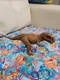 Jurassic World Dino Rivals Roarivores CERATOSAURUS Dinosaur Mattel Park Tested
