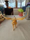 SKYLAR WINGED LEOPARD 14" TOY ACTION FIGURE - HASBRO DISNEY ELENA OF AVALOR USED
