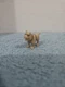 Homies Shop Toy Figure vinyl global vtg lowrider Series 4 bullyz chato pit bull