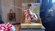 SCHLEICH Knight Chevalier Figurine 70046 Tournament Dragon on Horse - NEW NIB