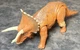 Triceratops Jurassic World Dino Rivals Roarivores Figure 2017 Mattel Works